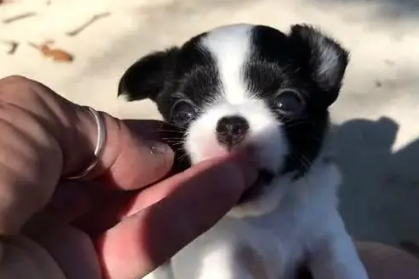 奶牛狗是不是土狗狗