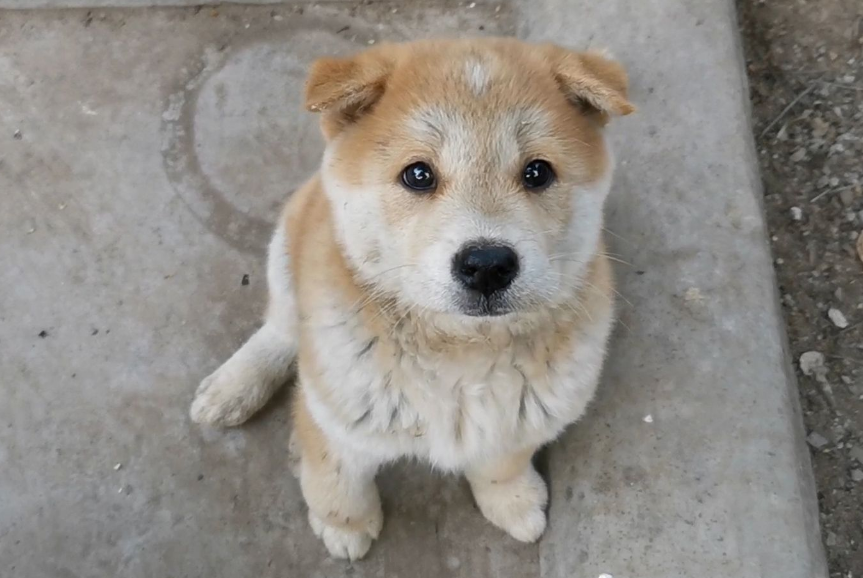 黄狗白面是狗王