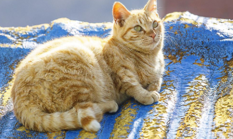 猫一个星期晒几次太阳