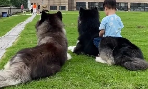 小孩骑狗有什么说法