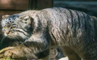 最凶残的猫