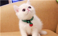 适合小朋友养的猫十大排名