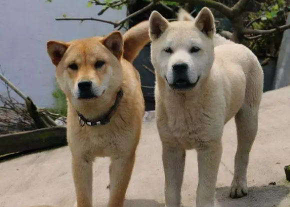 中国国产犬种有哪些