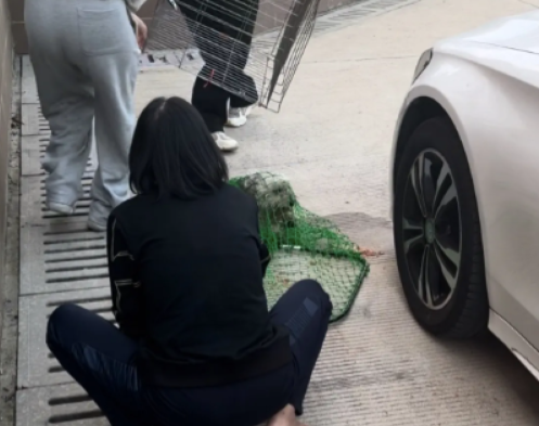 一只断腿流浪狗,被志愿者抓时突然想明白了 一只断腿流浪狗,被志愿者抓时突然想明白了