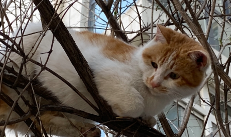 东北猫树猫子是什么