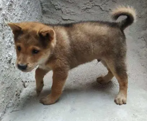 中国本士最古老的犬种