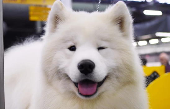狗假孕呼吸急促怎么办