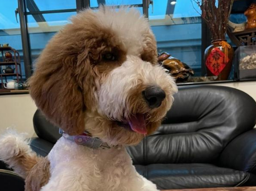大型卷毛犬有哪些