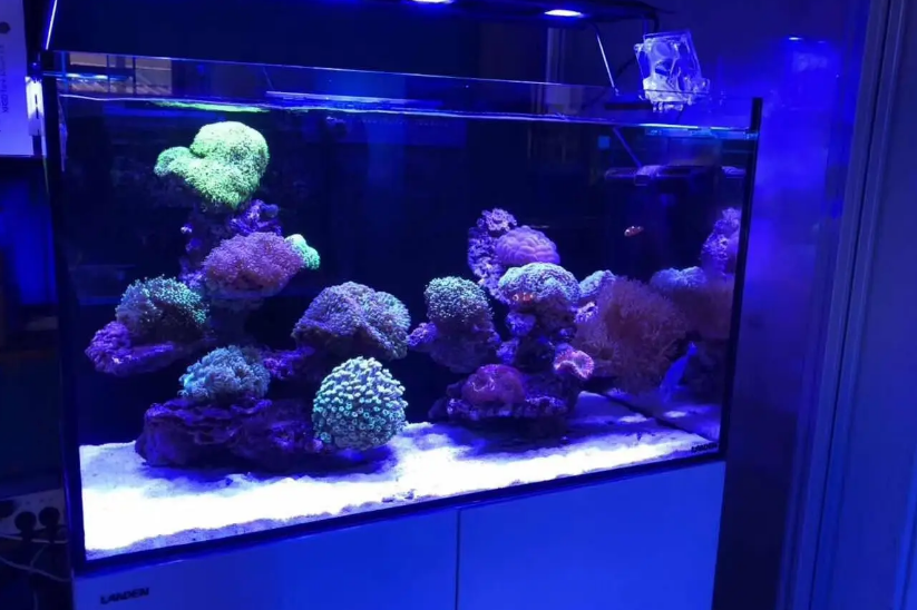 蓝甸海缸怎么样