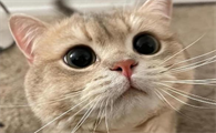 猫一个劲的嗷嗷叫是为什么