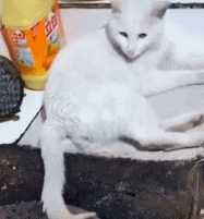 尾巴都烤焦了,猫咪还无动于衷,猫:它烤焦了关我啥事 尾巴都烤焦了,猫咪还无动于衷,猫:它烤焦了关我啥事
