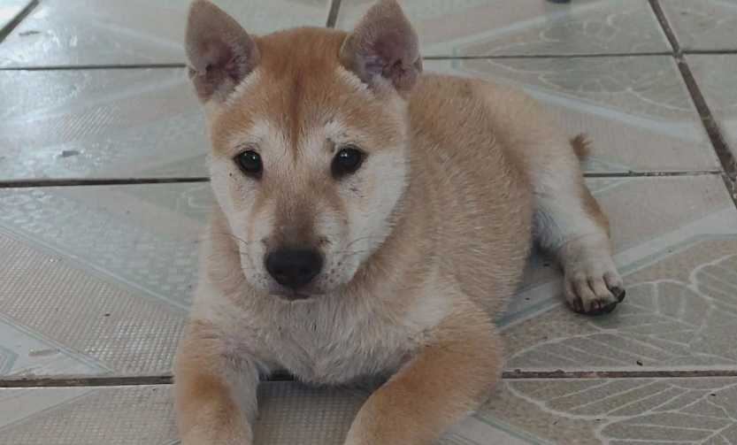 有人要黄狗白面士狗 有人要黄狗白面士狗