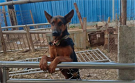 莱州红犬几个月认主