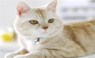 猫咬伤口图片特点