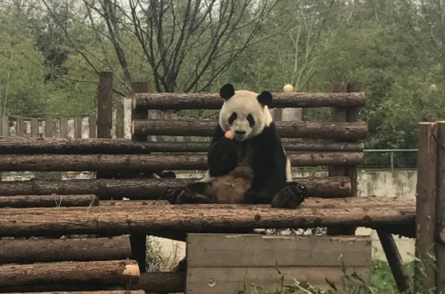 亮亮是什么猫lightcat 亮亮是什么猫lightcat