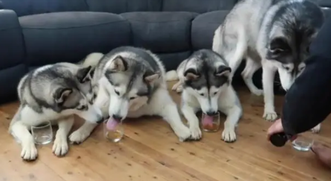主人给二哈倒了点酒,二哈喝完后就醉了,开始上头东倒西歪的傻乐 主人给二哈倒了点酒,二哈喝完后就醉了,开始上头东倒西歪的傻乐