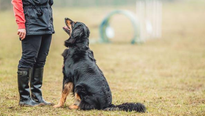 上门训犬服务收费