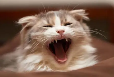 猫听了害怕的声音