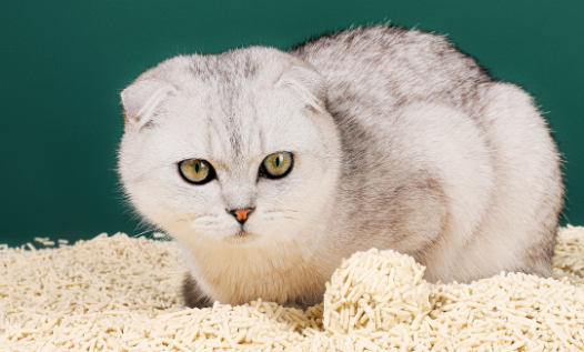 睿福祥猫砂怎么样