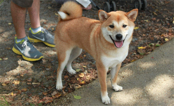 纪州犬现在还有吗