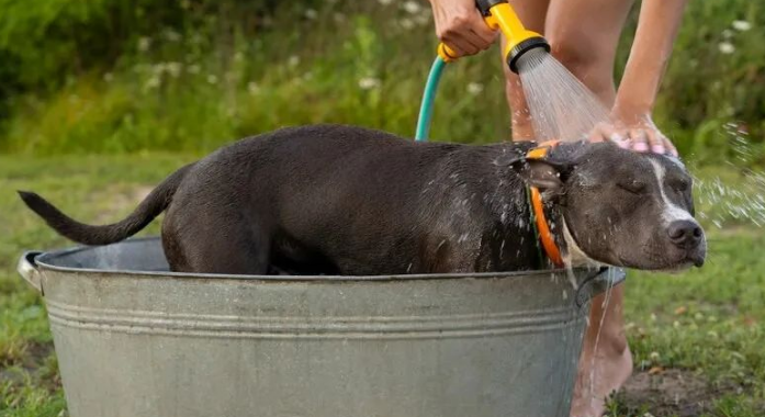 比特犬对主人忠诚吗？饲养比特犬要注意些什么