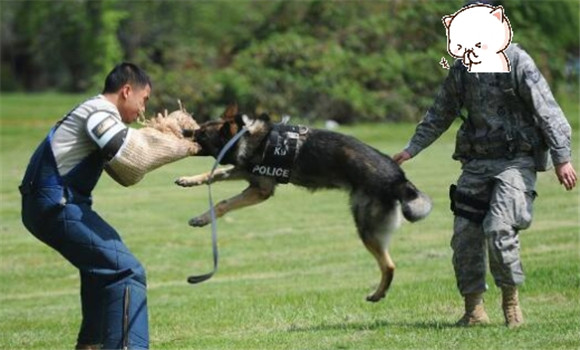 成都怎样领养退役警犬