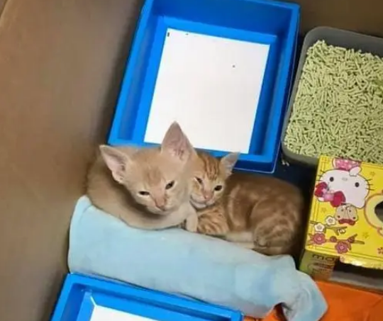 员工捡到没睁眼的小橘猫,老板允许带到公司照顾,成了公司团宠 员工捡到没睁眼的小橘猫,老板允许带到公司照顾,成了公司团宠