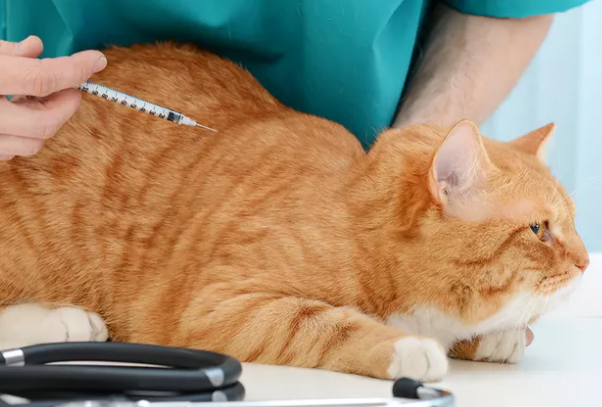 猫糖尿病最佳治疗方法