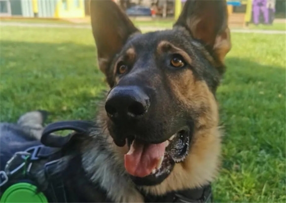 军犬和警犬的更厉害一点 军犬和警犬的更厉害一点