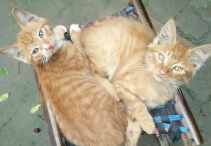 橘猫生了六只小猫,看到最后一只时,铲屎官怀疑自己眼花了 橘猫生了六只小猫,看到最后一只时,铲屎官怀疑自己眼花了