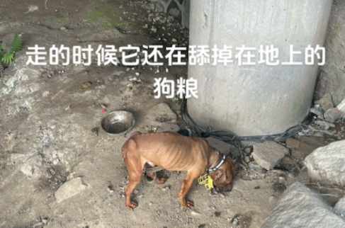 一只狗被拴在桥下面，已经瘦成了皮包骨！