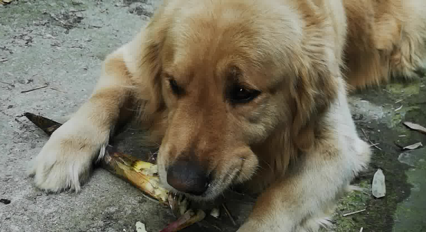 狗可以吃笋吗