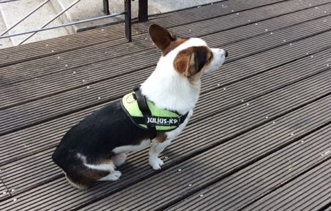黑白黄三色柯基犬多少钱图片