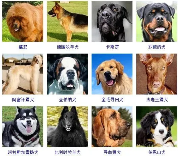 所有狗狗品种大全 所有狗狗品种大全