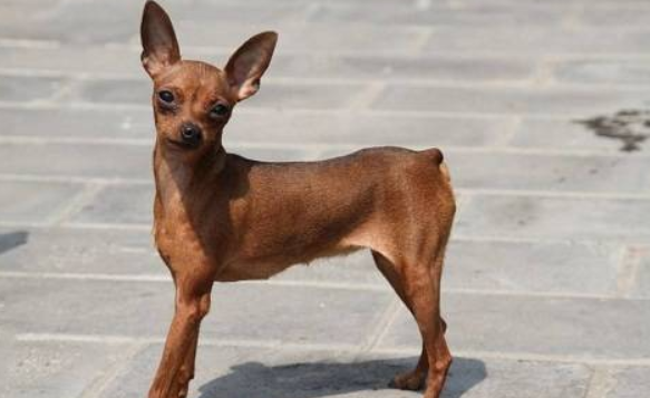 铁包金鹿犬和红鹿犬哪个好