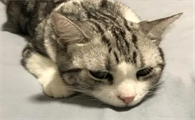 猫突然不吃东西没精神