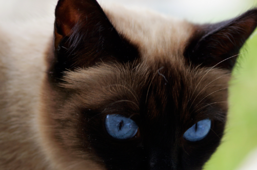 盘点四种最难养的猫,新手一定要避开 盘点四种最难养的猫,新手一定要避开
