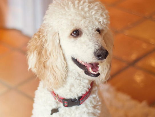 贵妇犬白色的价格和图片 贵妇犬白色的价格和图片