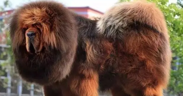 十大巨型犬品种排行