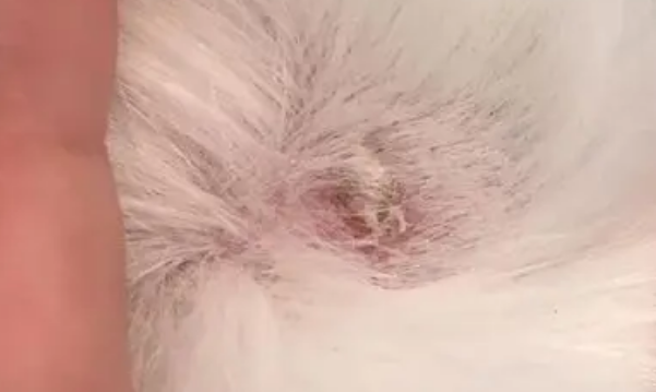 猫藓为什么越涂越扩散 猫藓为什么越涂越扩散