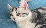 猫条一天吃多少合适