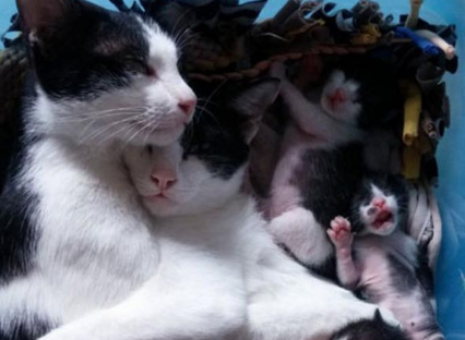 猫下崽子前有什么症状 猫下崽子前有什么症状