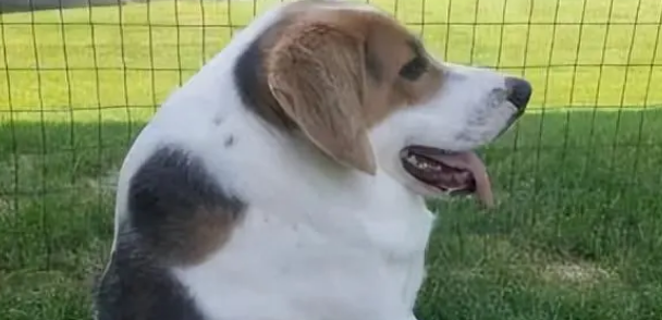 卡西莫多犬简介价格表