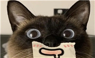 煤球猫是哪个动漫