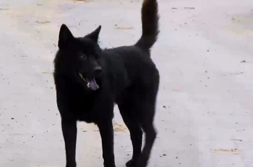 中国国犬黑田是什么狗