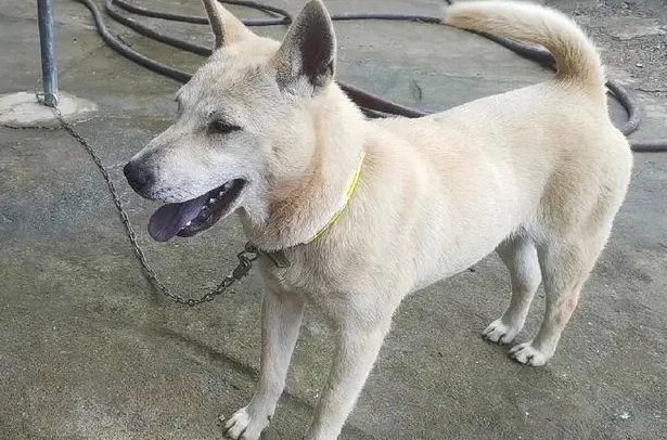 广西士猎犬能长多少斤