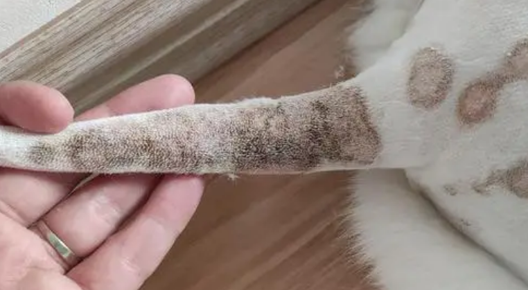 猫癣怎么治好得快
