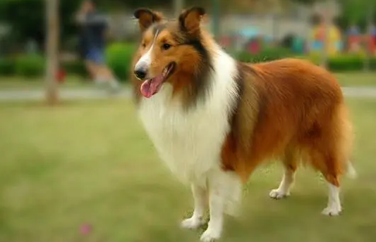 尖嘴犬能长多大