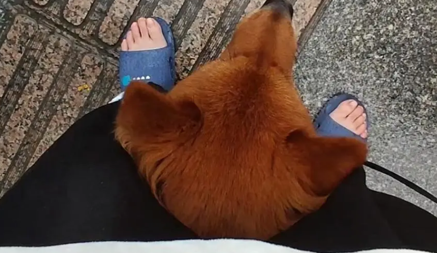 骑狗破裤裆的故事是什么意思 骑狗破裤裆的故事是什么意思