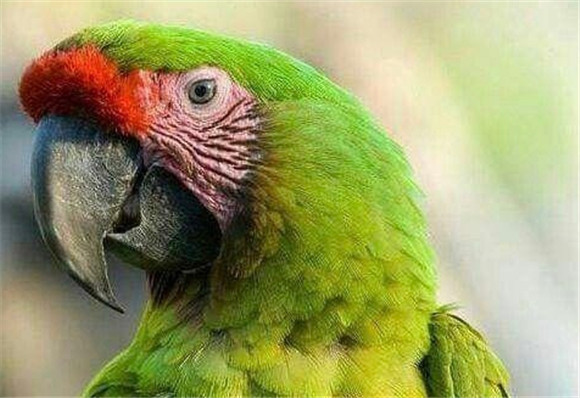 鹦鹉换羽期是什么时候?鹦鹉换羽季的8个注意事项! 鹦鹉换羽期是什么时候?鹦鹉换羽季的8个注意事项!